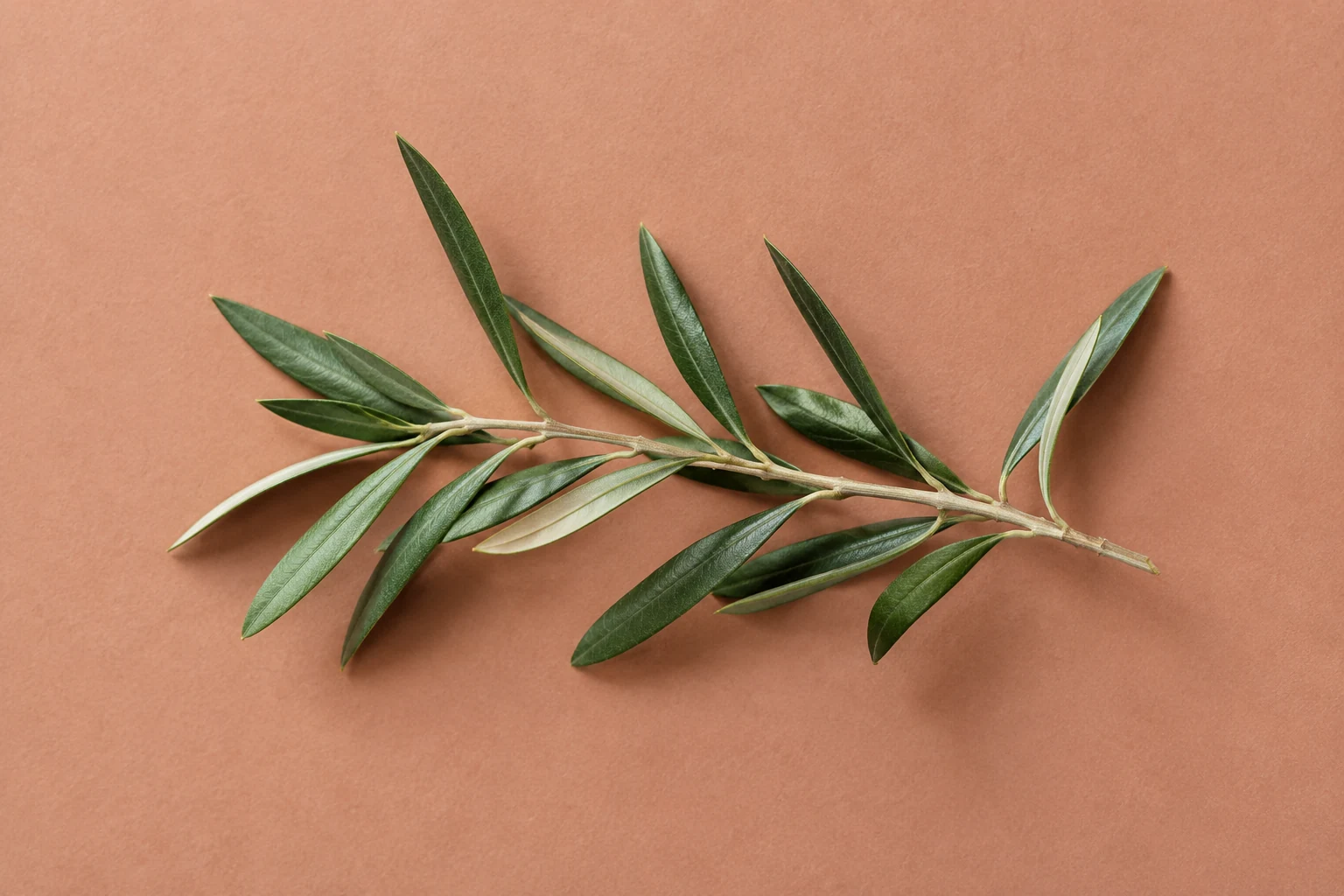 Olive branch with green and silver leaves